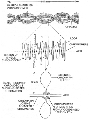 572_lampbrush chromosomes.png